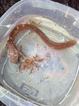 Image of Belted blenny