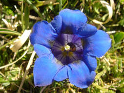 Image of Stemless Gentian