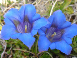 Image of Stemless Gentian