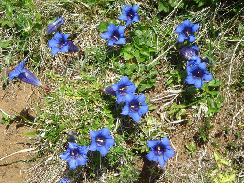 Image of Stemless Gentian