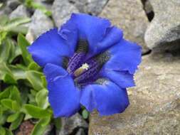 Image of Stemless Gentian