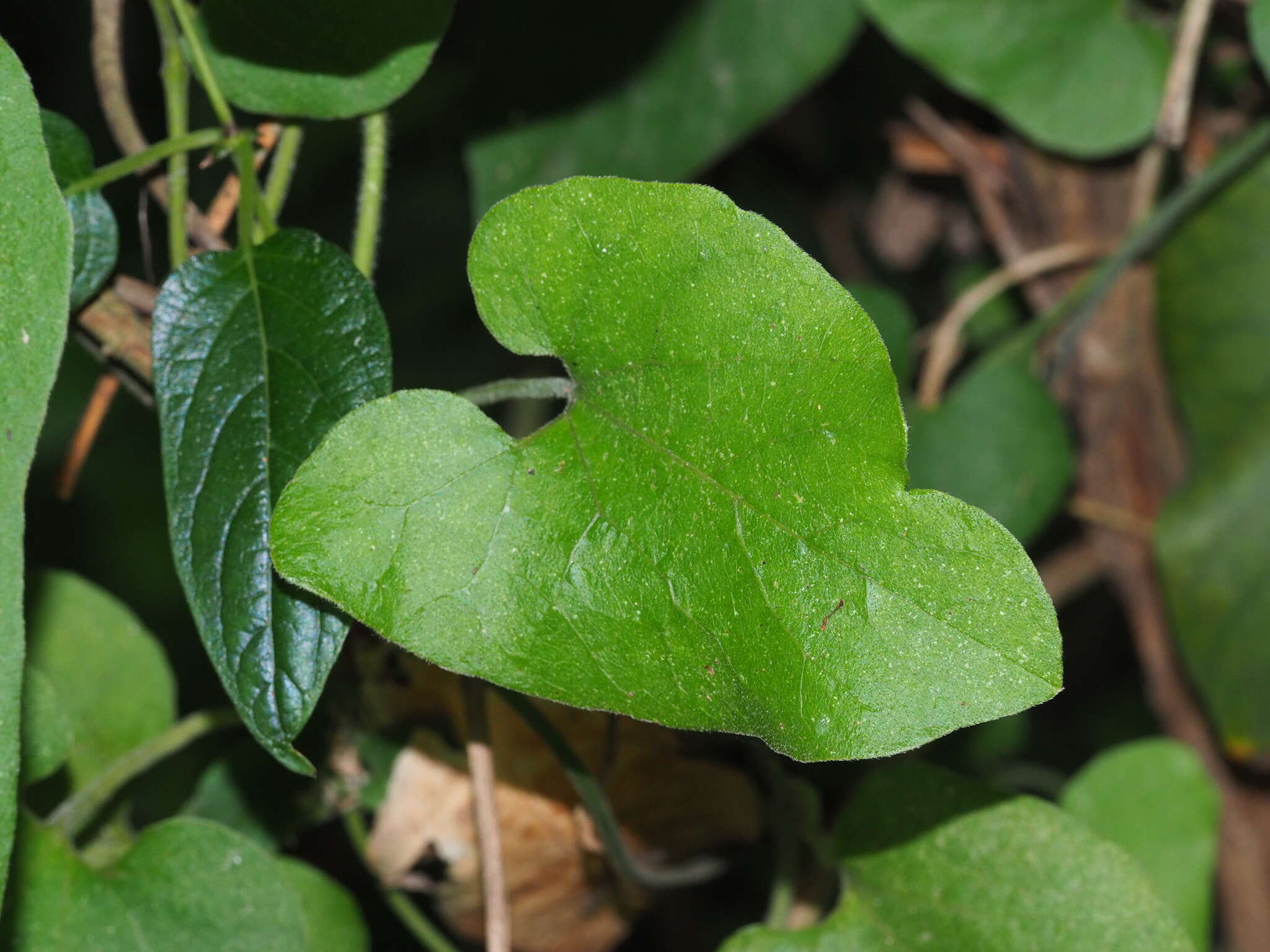 Image de Aristolochia kaempferi Willd.