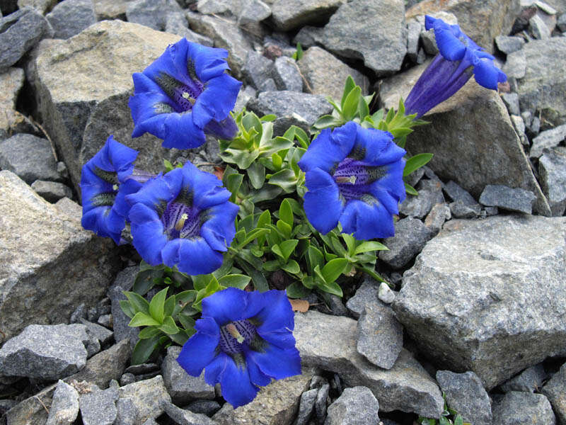 Image of Stemless Gentian