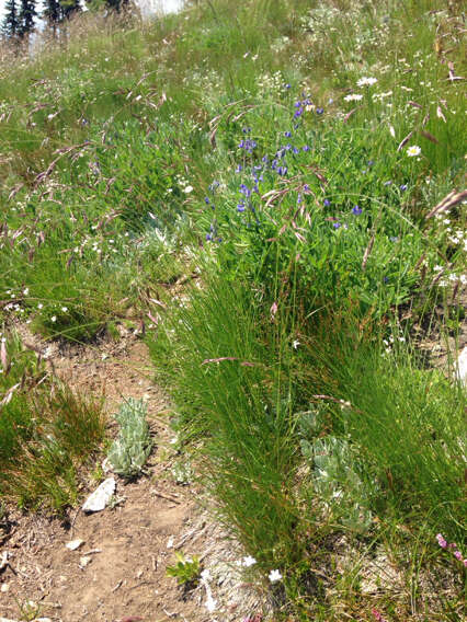 Image of greenleaf fescue