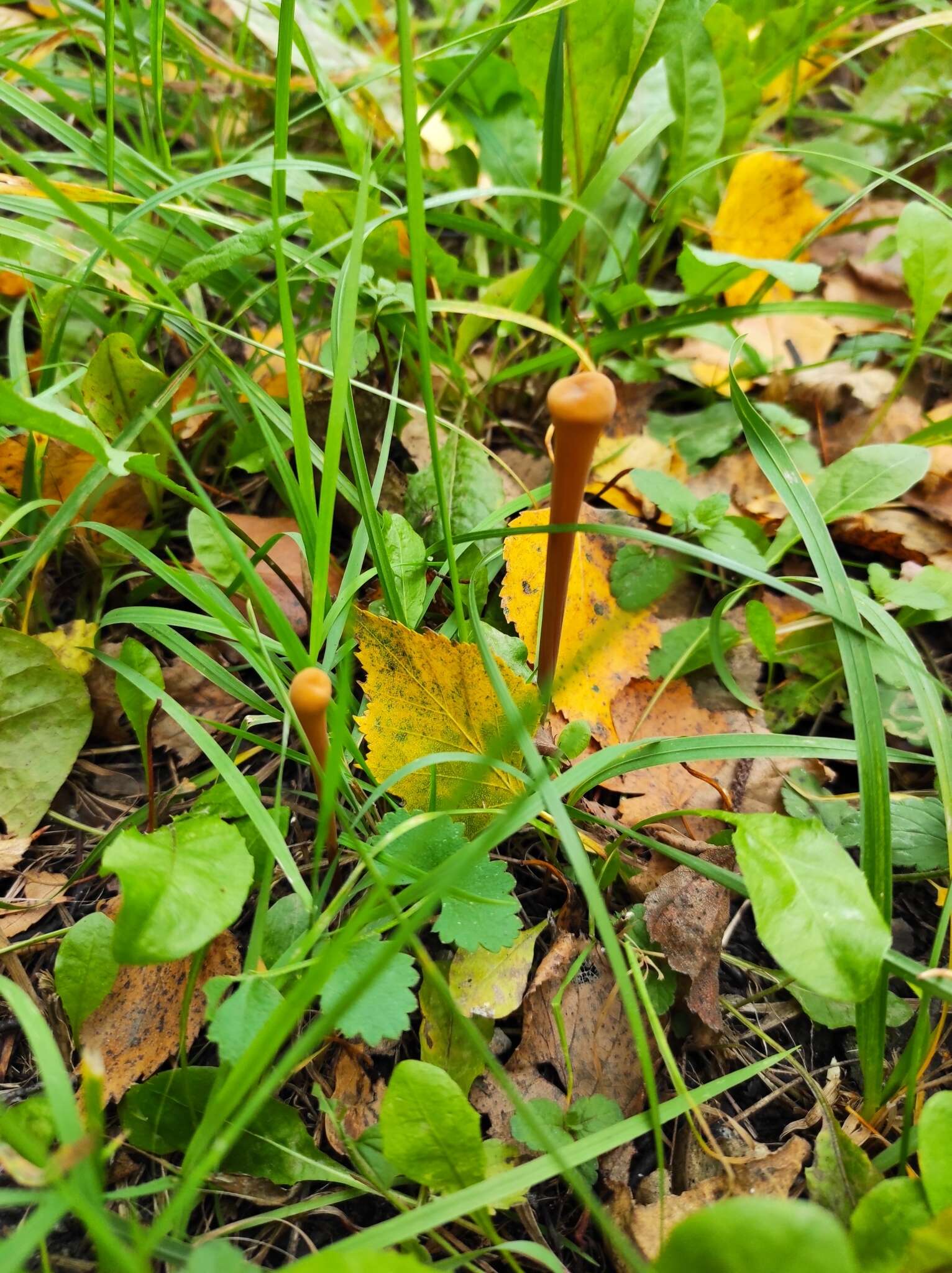 Image of Typhula fistulosa (Holmsk.) Olariaga 2013