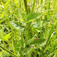 Salvia vitifolia Benth. resmi