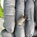 Image of Red-lined Carrion Beetle