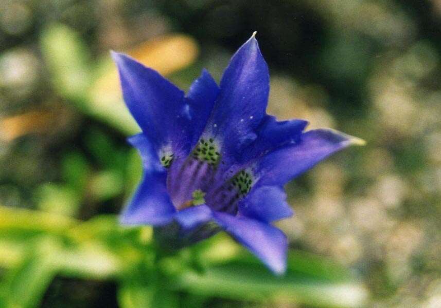 Image of Stemless Gentian