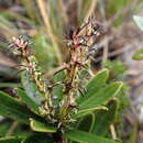 Image of white waratah