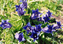 Image of Stemless Gentian