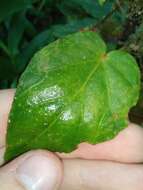 Image of Begonia secunda L. B. Sm. & Wassh.