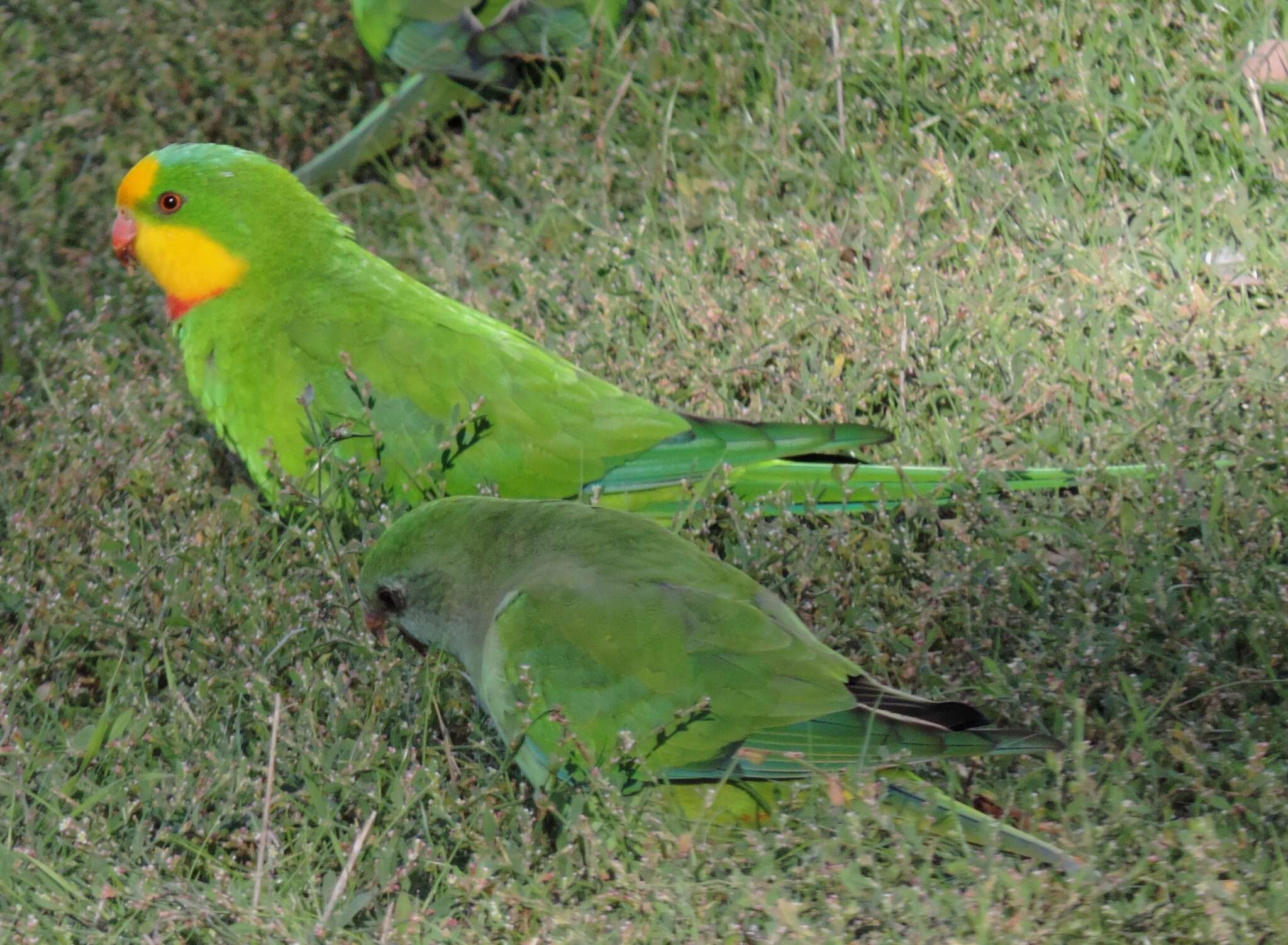 Image of Barraband Parakeet