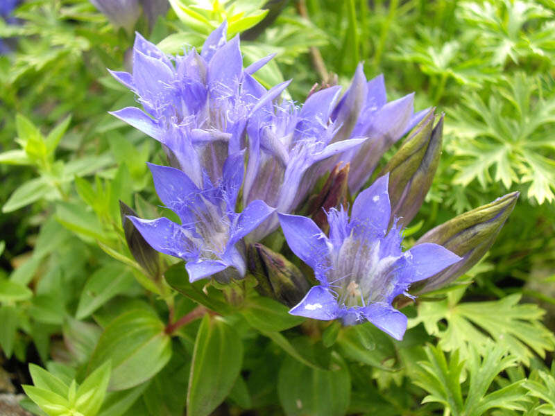 Image of crested gentian