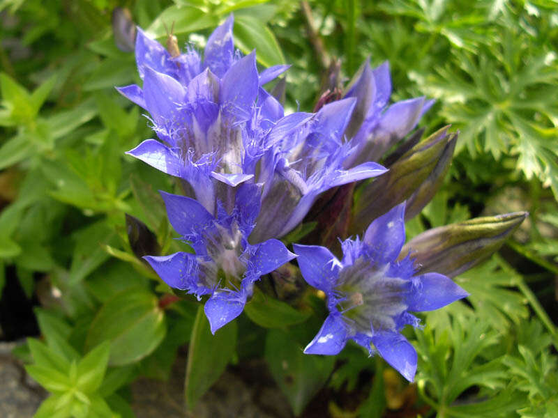 Image of crested gentian