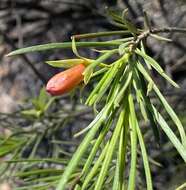 Image of Eremophila oldfieldii subsp. angustifolia (S. Moore) Chinnock