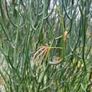 Image of Acacia aphylla Maslin