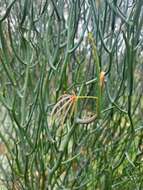 Acacia aphylla Maslin的圖片