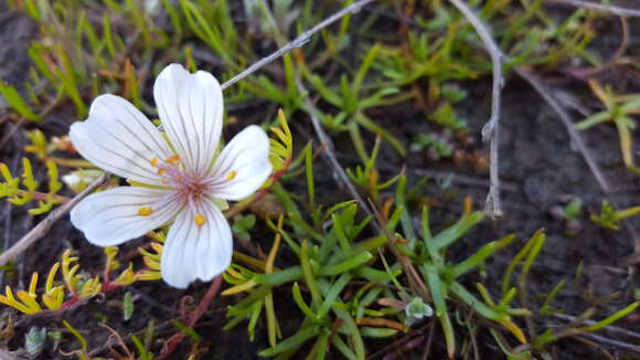 Imagem de Limnanthes douglasii subsp. rosea (Hartw. ex Benth.) C. T. Mason