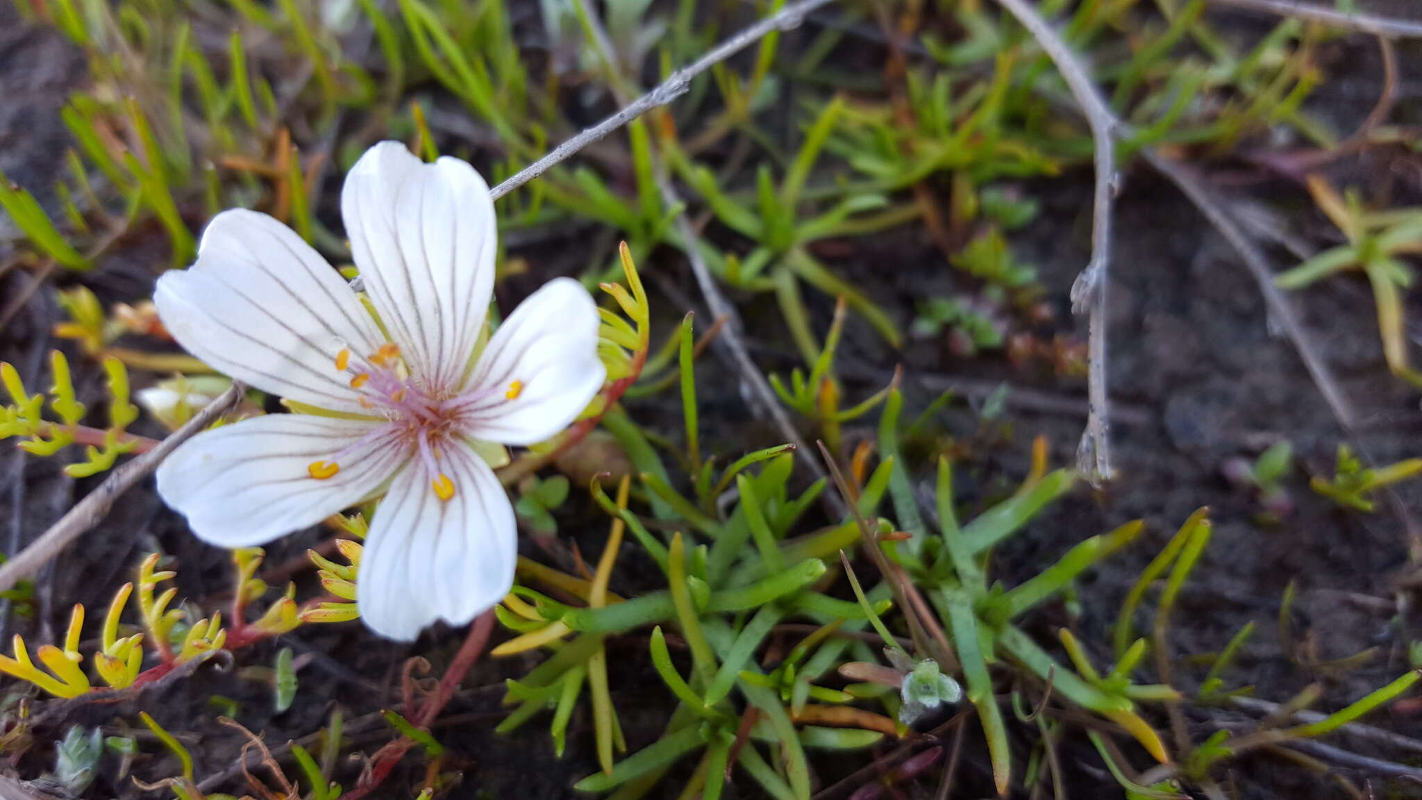 Image of Douglas' meadowfoam