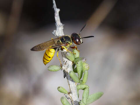 Philanthus triangulum abdelcader Lepeletier 1845的圖片