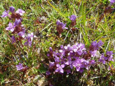 Image of field gentian