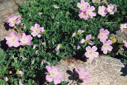 Image of ashy cranesbill