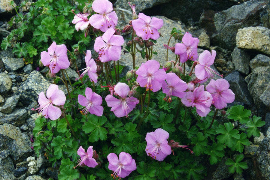 Image of Dalmatian Cranesbill