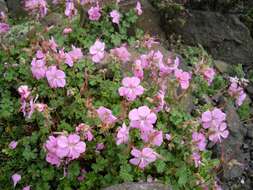 Image of Dalmatian Cranesbill