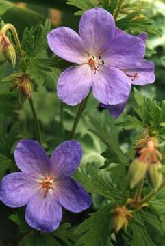 Imagem de Geranium himalayense Klotzsch ex Klotzsch & Garcke