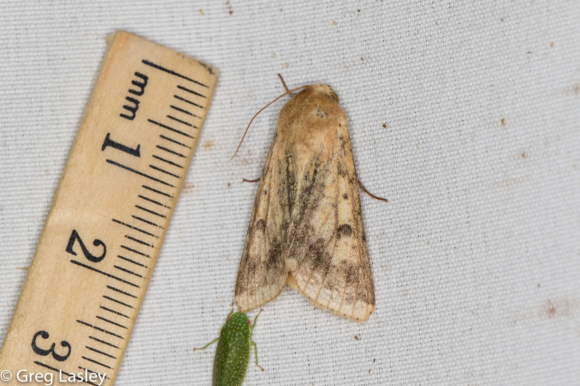 Image of Corn Earworm