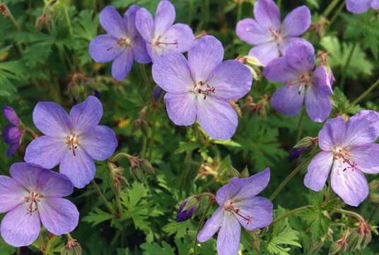 Image of Himalayan Crane's-bill