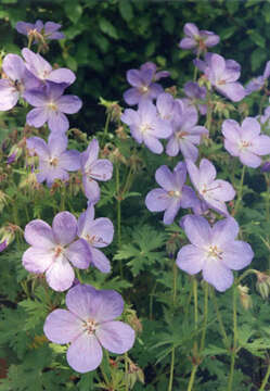 Image of Himalayan Crane's-bill