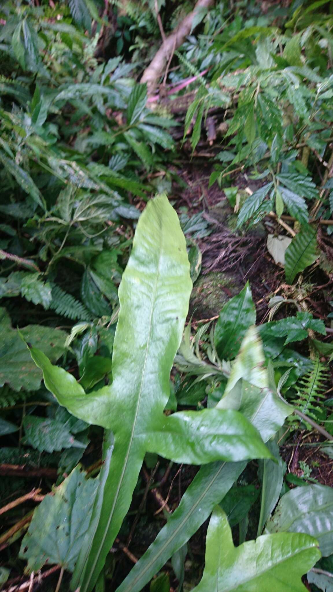 Leptochilus insignis (Bl.) Fraser-Jenk. resmi