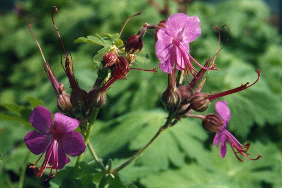 Imagem de Geranium macrorrhizum L.