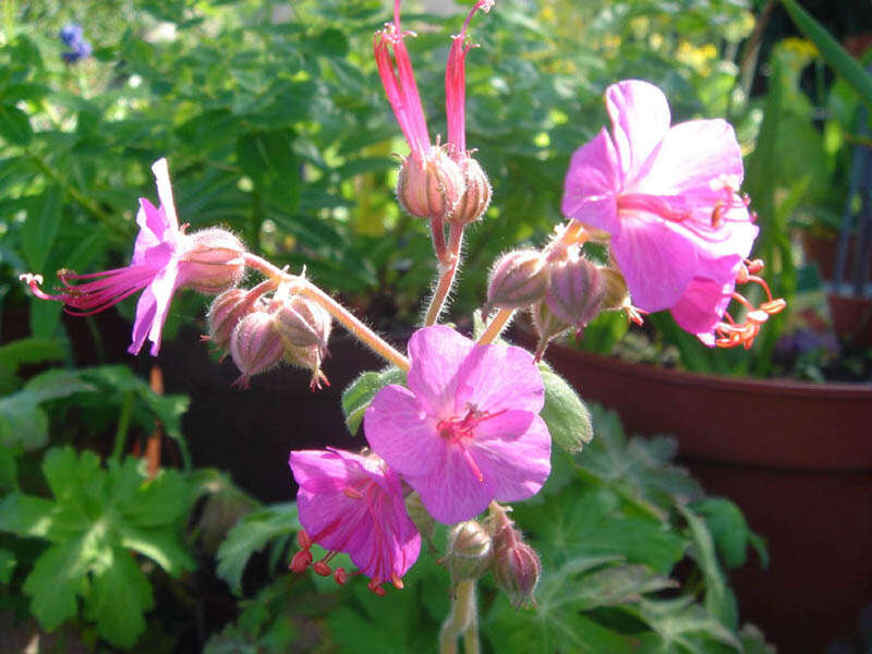 Imagem de Geranium macrorrhizum L.