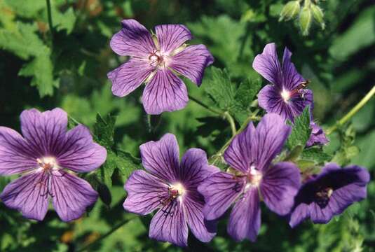 Image of Glandular Crane's-bill