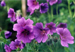 Image of Glandular Crane's-bill