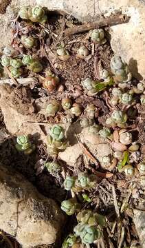 Image of orpine stonecrop