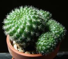 Image of Rebutia minuscula K. Schum.