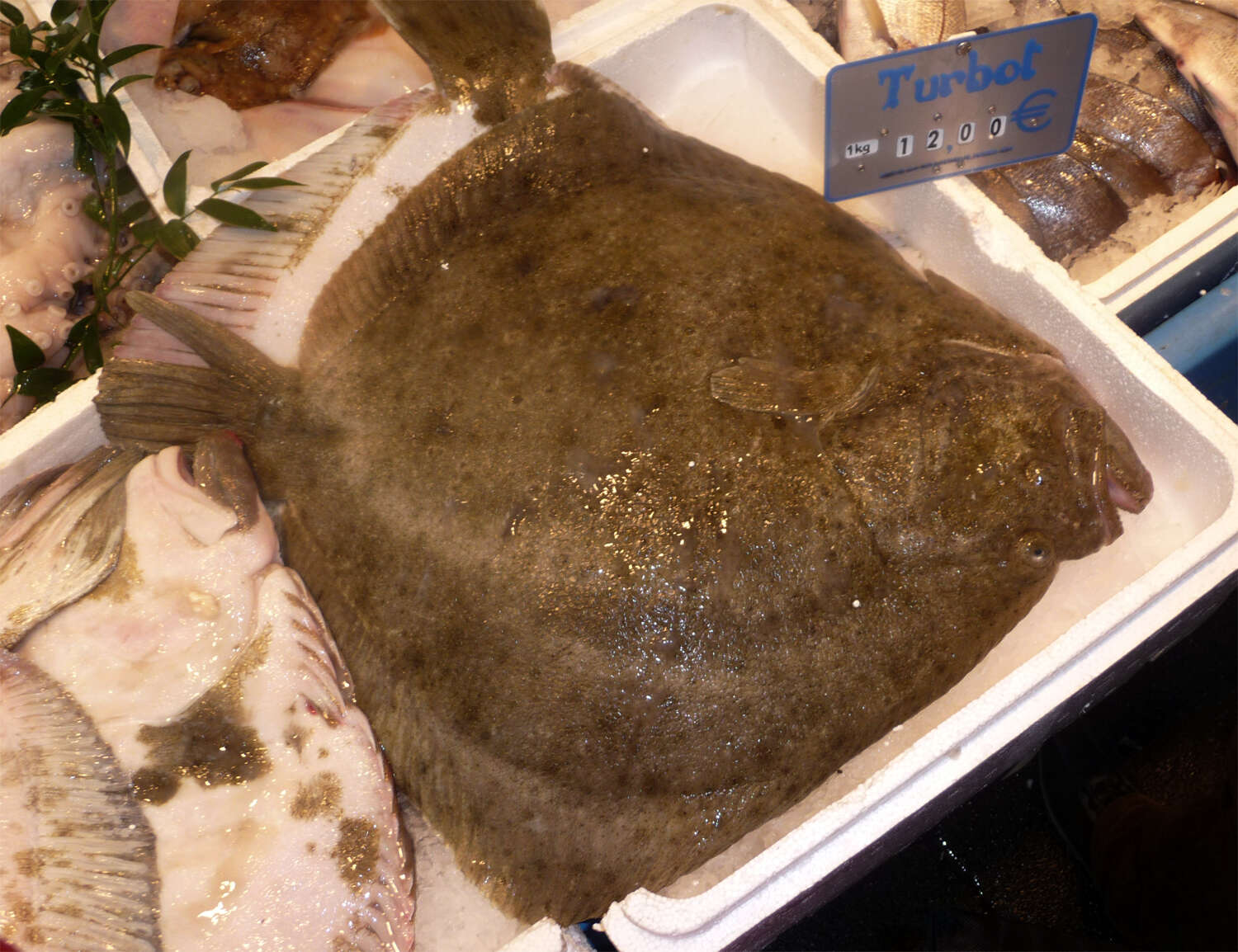 Image of turbot