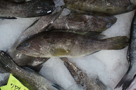 Image of White Grouper