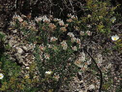 Image of hairy canary-clover