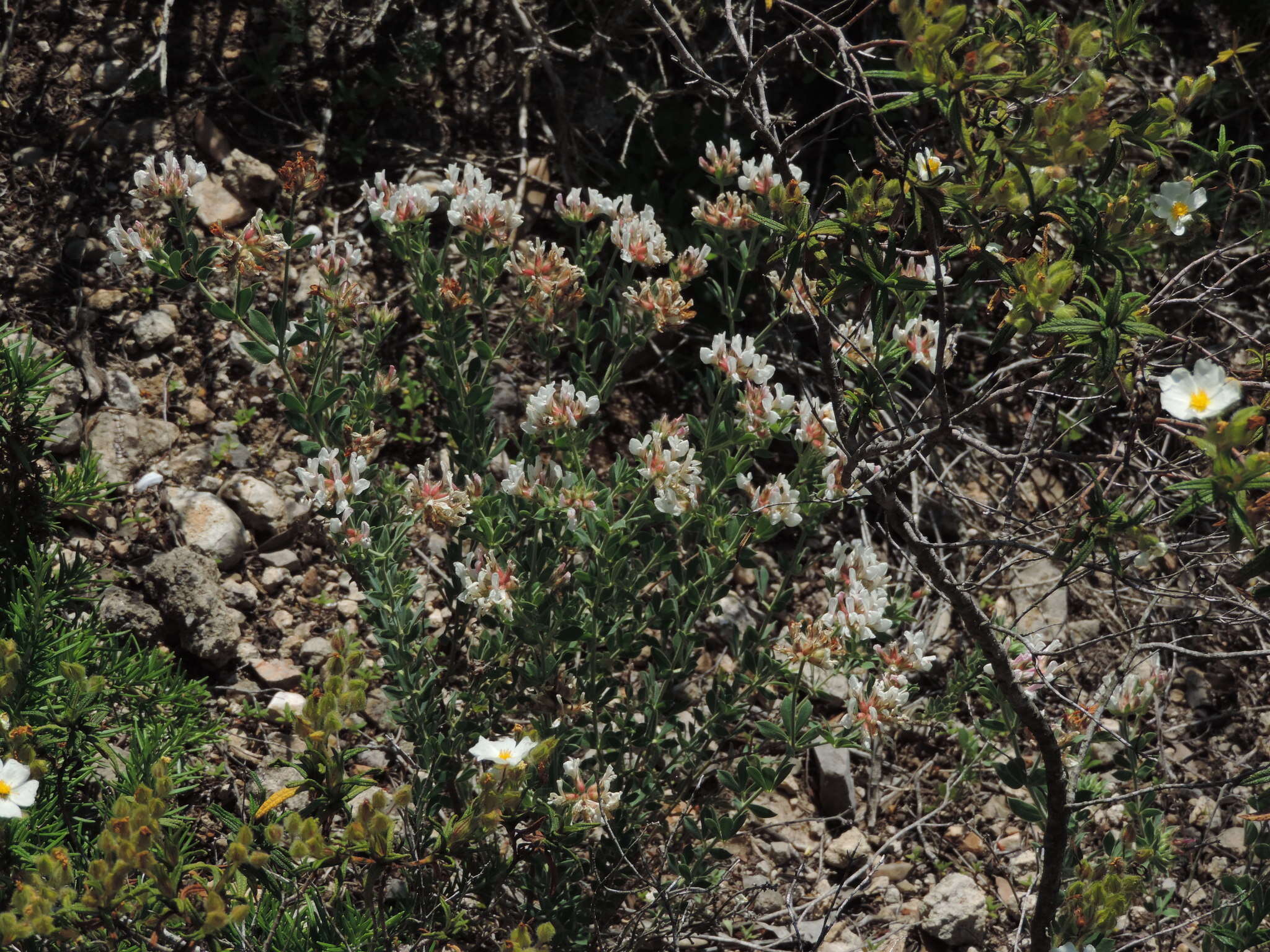 Image of hairy canary-clover