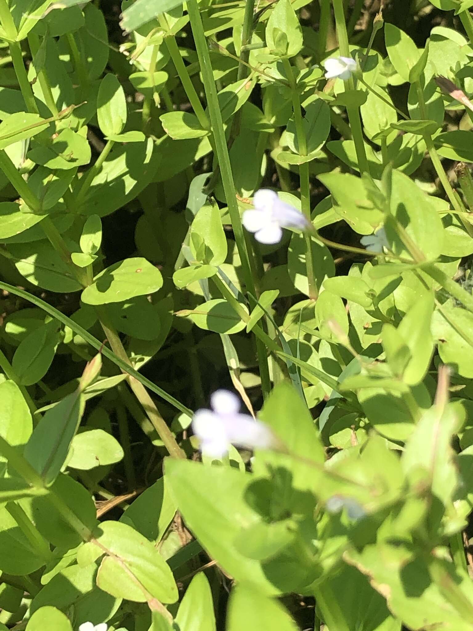 Image of yellowseed false pimpernel