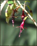 Imagem de Fuchsia excorticata (J. R. & G. Forst.) L. fil.