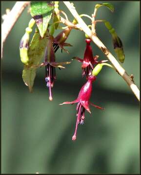 Image of New Zealand fuchsia