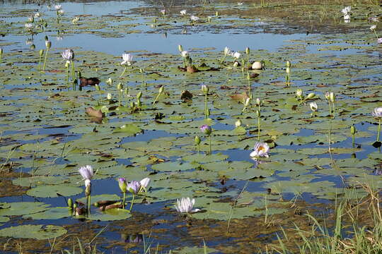 Image de Nymphaea gigantea Hook. fil.