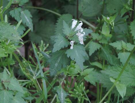 Image of Lamium bifidum Cirillo