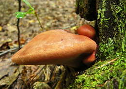 Image of Fistulinaceae