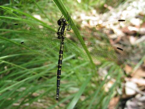 Image de Choristhemis Tillyard 1910